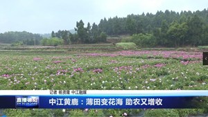 中江黄鹿：薄田变花海 助农又增收