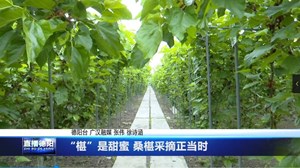 “椹”是甜蜜 桑椹采摘正当时