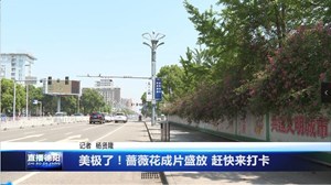 美极了！蔷薇花成片盛放 赶快来打卡