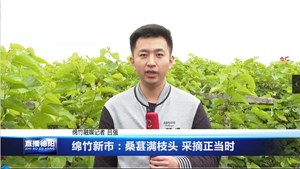 绵竹新市：桑葚满枝头 采摘正当时