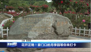 花开正艳！家门口的月季园等你来打卡