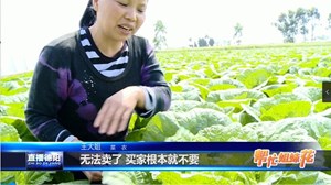 买到假种子？万斤白菜不卷心满园抽薹