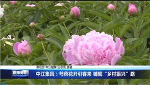 中江集凤：芍药花开引客来 铺就“乡村振兴”路