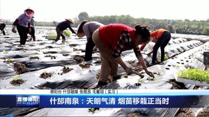 什邡南泉：天朗气清 烟苗移栽正当时