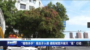 “植物杀手”菟丝子入侵 德阳城管开展灭“菟”行动