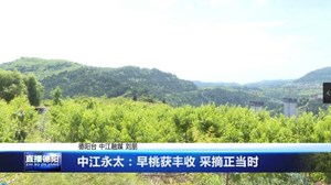 中江永太：早桃获丰收 采摘正当时