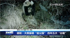 德阳：大熊猫爱“逛公园” 四年五次“出镜”