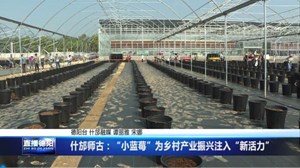 什邡师古：“小蓝莓”为乡村产业振兴注入“新活力”