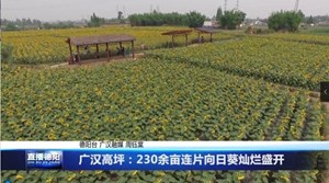 广汉高坪：230余亩连片向日葵灿烂盛开