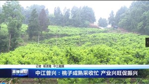 中江普兴：桃子成熟采收忙 产业兴旺促振兴 