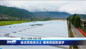 盘活荒地变沃土 葡萄串起致富梦