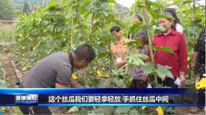 中江广福：绿丝瓜变身“致富瓜”