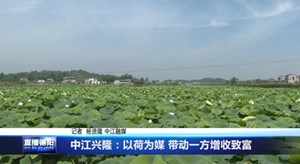 中江兴隆：以荷为媒 带动一方增收致富