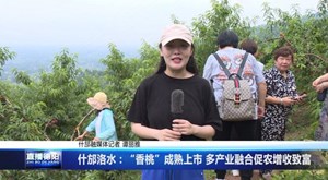 什邡洛水：“香桃”成熟上市 多产业融合促农增收致富