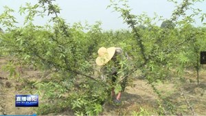 什邡禾丰：百亩花椒迎丰收 村民“麻”上致富