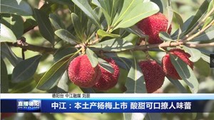 中江：本土产杨梅上市 酸甜可口撩人味蕾