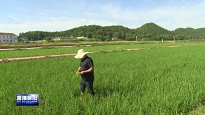 中江黄鹿：虾田还稻田 稳粮致富齐并进