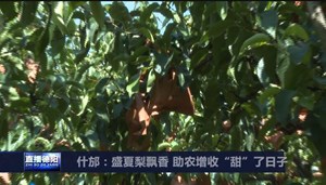 什邡：盛夏梨飘香 助农增收“甜”了日子