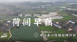 丰收好时节 荷塘采藕忙·中江县兴隆镇石碑河村