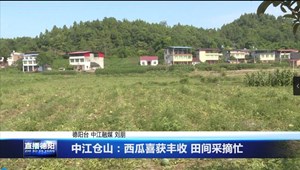 中江仓山：西瓜喜获丰收 田间采摘忙