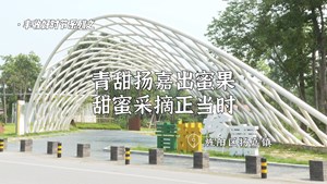 青甜扬嘉出蜜果 甜蜜采摘正当时