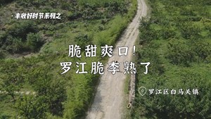 丰收好时节 脆甜爽口!罗江脆李熟了