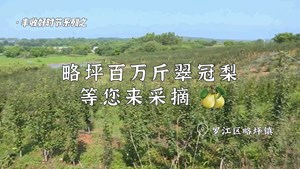 丰收好时节 略坪百万斤翠冠梨等您来采摘