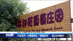 什邡马井：小葡萄种出 “甜蜜经济”   助力乡村振兴