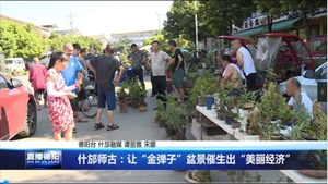 什邡师古：让“金弹子”盆景催生出“美丽经济”