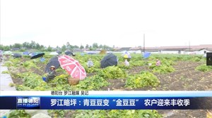 罗江略坪：青豆豆变“金豆豆” 农户迎来丰收季