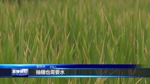 百亩水稻“喊渴” 急哭种粮大户