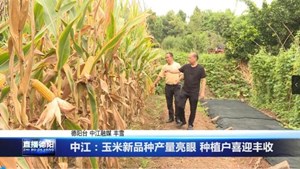 中江：玉米新品种产量亮眼 种植户喜迎丰收