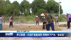 罗江新盛：大豆扩面显成效 柑橘林下产出“金豆豆”