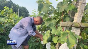 中江玉兴：葡萄飘香助农增收