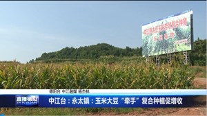 中江永太：玉米大豆“手牵手” 复合种植促增收