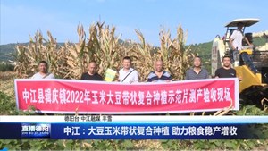 中江：大豆玉米带状复合种植 助力粮食稳产增收