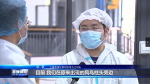 三星堆新发现：羽翼镂空青铜鸟 8号坑再现独份新奇特