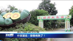 什邡湔氐：猕猴桃熟了！