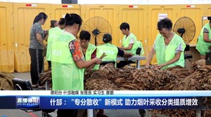 什邡：“专分散收”新模式  助力烟叶采收分类提质增效