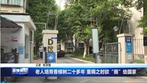 老人培育香樟树二十多年 重病之时欲“捐”给国家