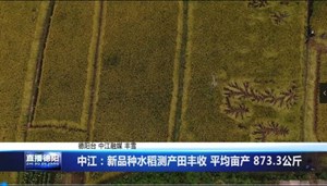 中江：新品种水稻测产田丰收 平均亩产 873.3公斤