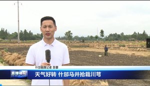 天气好转 什邡马井抢栽川芎
