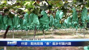 什邡：阳光玫瑰“串”起乡村振兴路