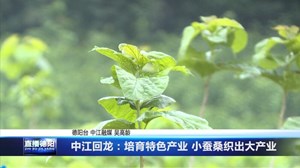 中江回龙：培育特色产业 小蚕桑织出大产业