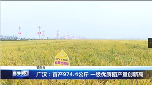 广汉：亩产974.4公斤 一级优质稻产量创新高