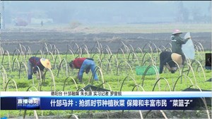 什邡马井：抢抓时节种植秋菜 保障和丰富市民“菜篮子”