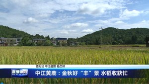 中江黄鹿：金秋好“丰”景 水稻收获忙