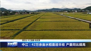 中江：42万余亩水稻喜迎丰收 产量同比提高