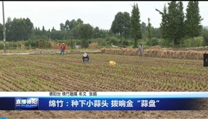 绵竹：种下小蒜头 拨响金“蒜盘”