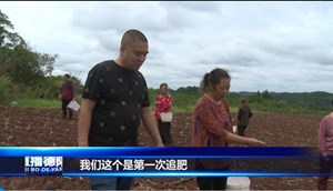 中江白果：抢抓秋播时节 弥补旱灾损失